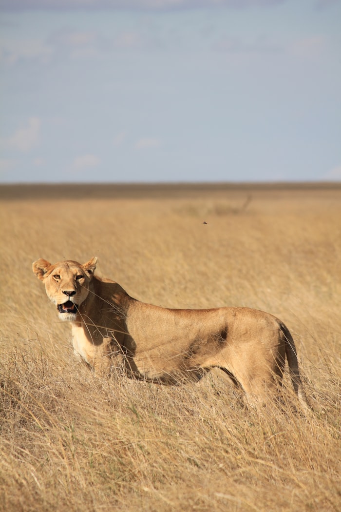 Lioness resting in golden grass