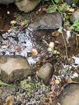 Close-up of flowing water in a natural stream surrounded by moss-covered stones.