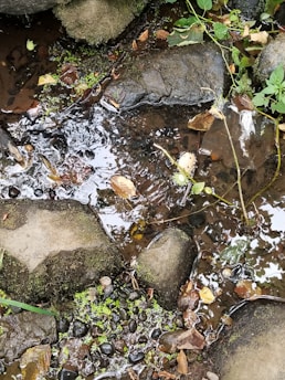 Close-up of flowing water in a natural stream surrounded by moss-covered stones.