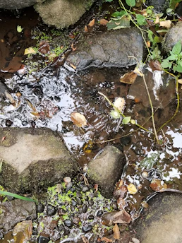 A close-up of a beginner carefully panning for gold in a clear mountain stream surrounded by lush greenery.