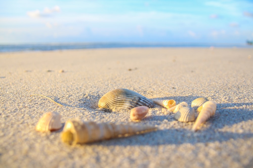 seashells on shore at daytime