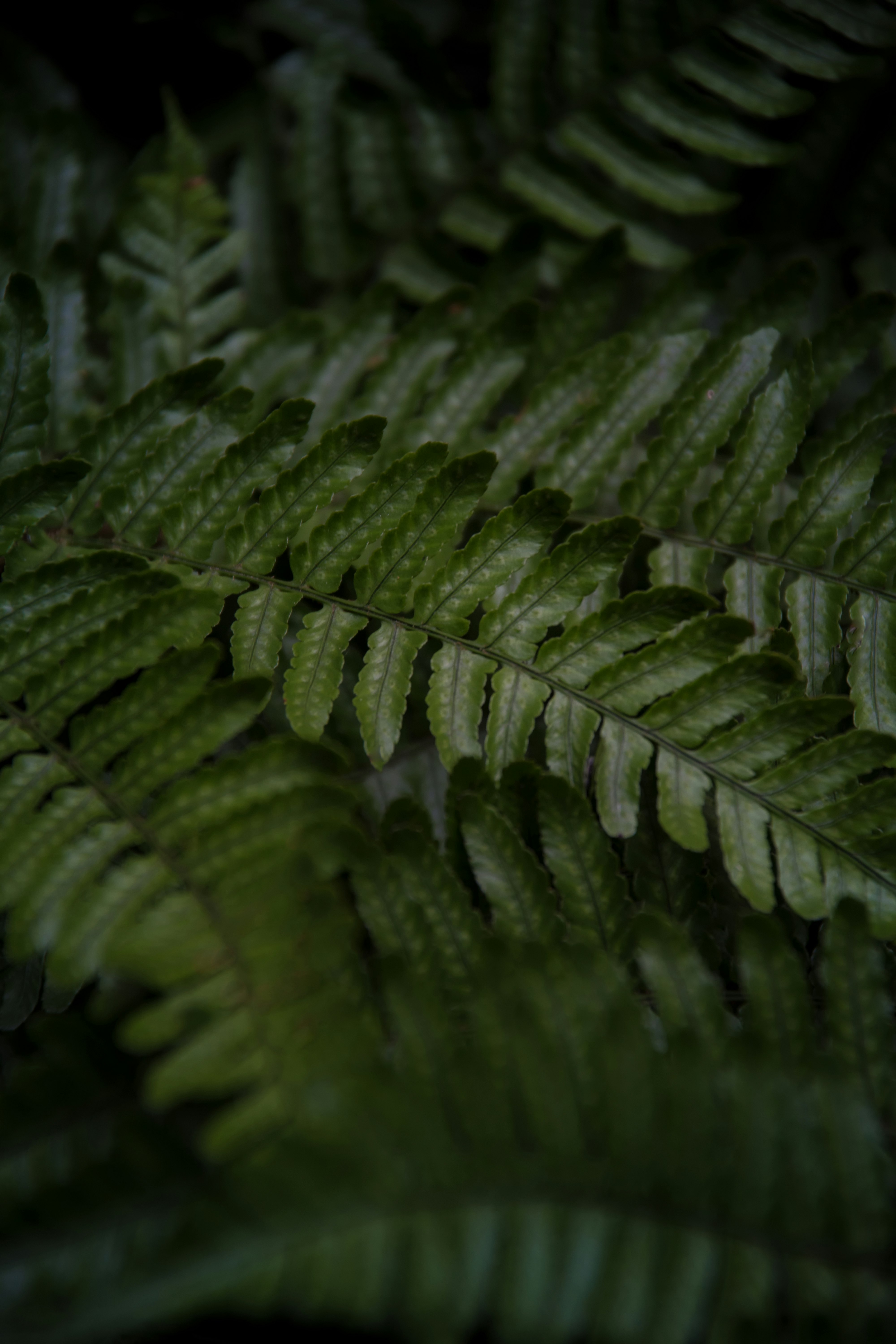 selective focus photography of green fern plant