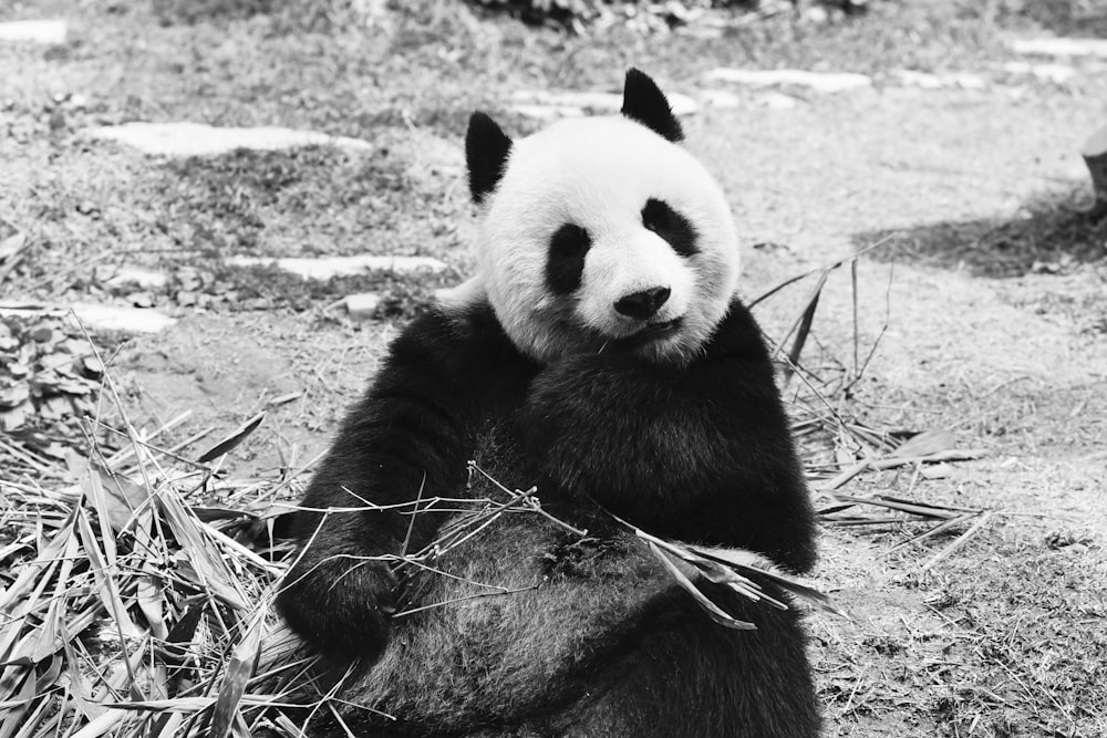 grayscale photography of panda