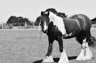 A black and white Clydesdale horse stands in a grassy field with a wire fence and trees in the background. The horse has a thick mane and feathering on its legs, typical of its breed.