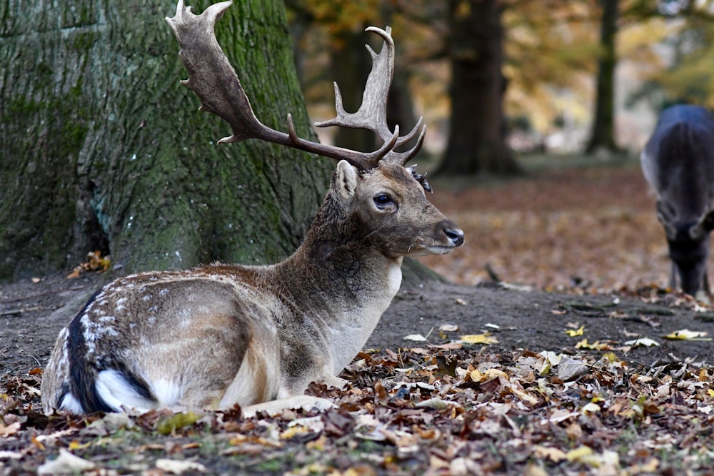 brown deer lying on brown leaves