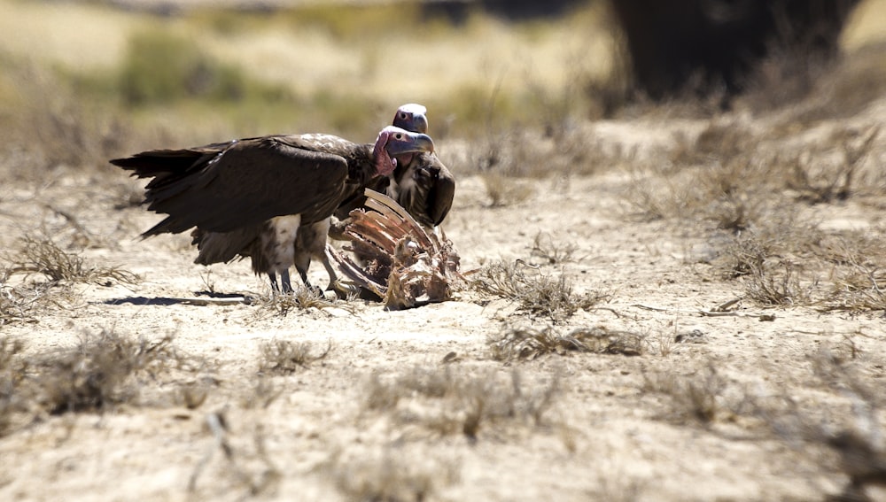 two vultures