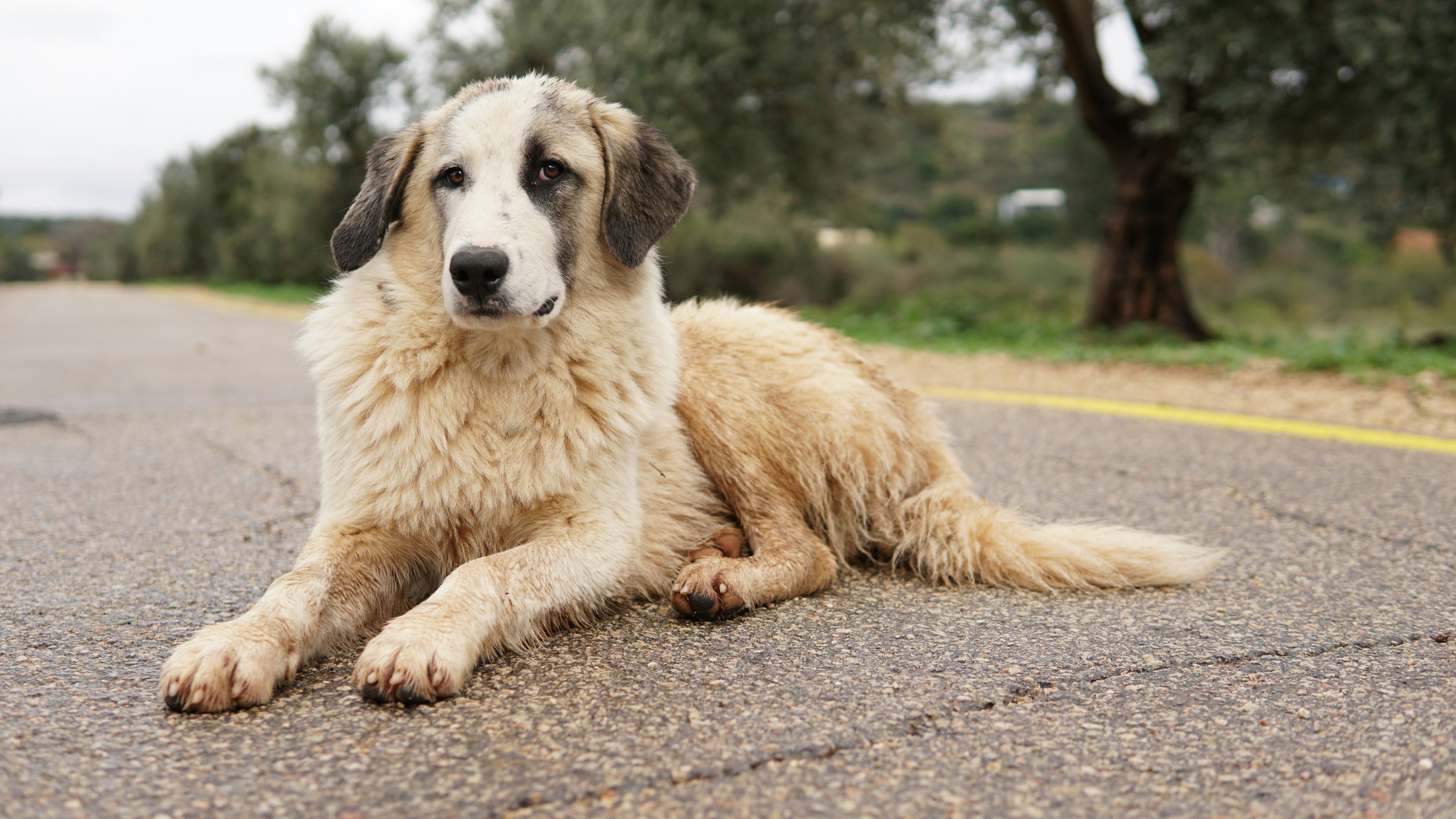 long-coated brown dog near green leaf trees
