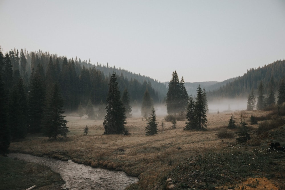 Árvores de folhas verdes perto da montanha