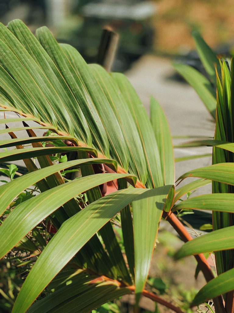 Rainforest Print