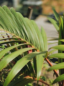 Rainforest Print
