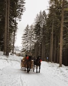 Horse-drawn sled gliding through a snowy forest path lined with tall trees