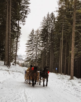 Horse-drawn sled gliding through a snowy forest path lined with tall trees