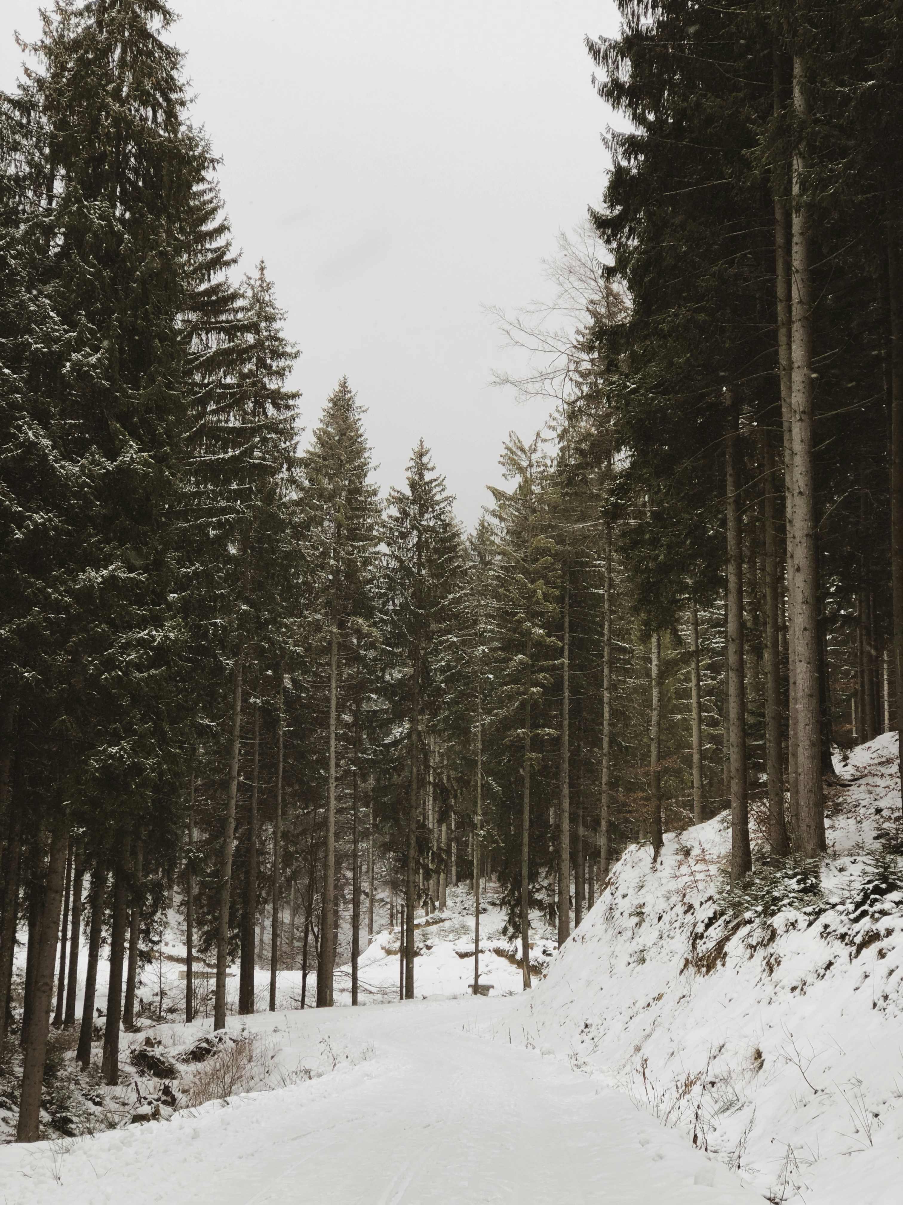 Photo by aladyinbucharest