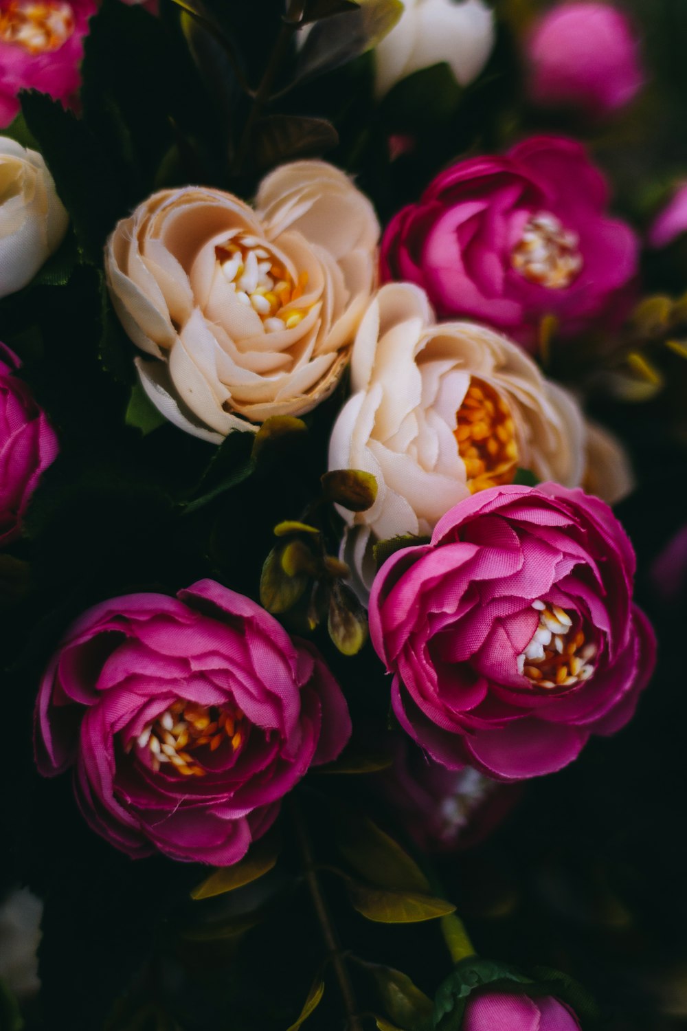 fleurs à pétales blancs et violets