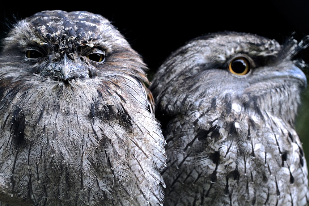 fotografia de closeup de duas corujas cinzentas