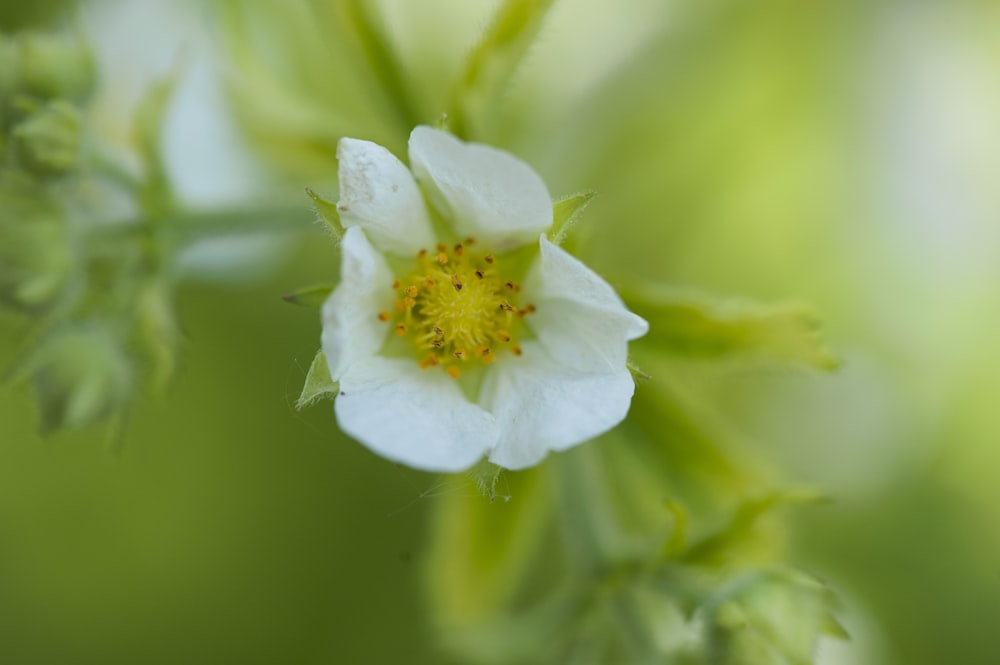 shallow focus photography of white and yellow flower