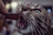 Close-up of a playful cat pawing at a small packet of freeze-dried treats.