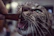 Close-up of a playful cat pawing at a small packet of freeze-dried treats.