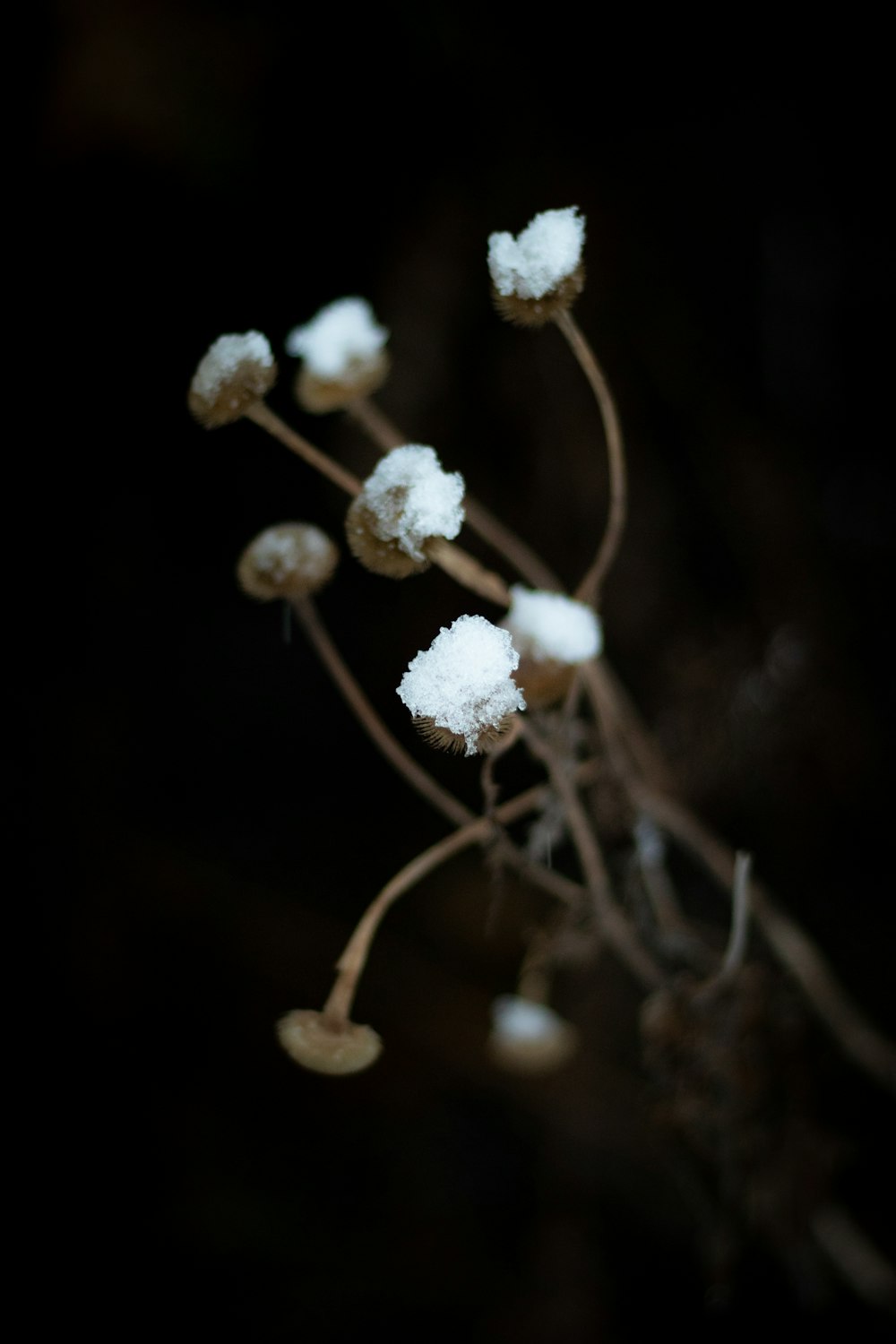 white-petaled flower