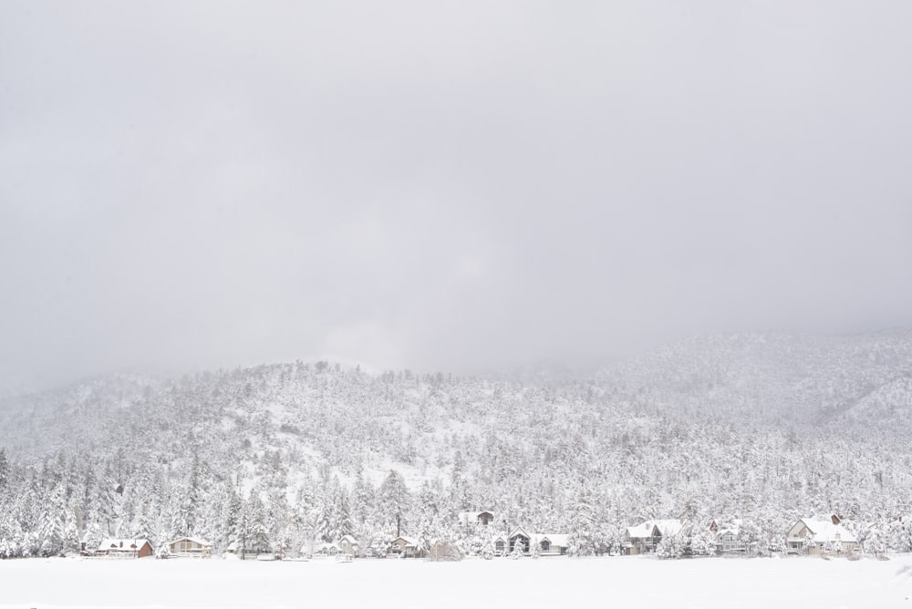 tree covered with snow during daytime