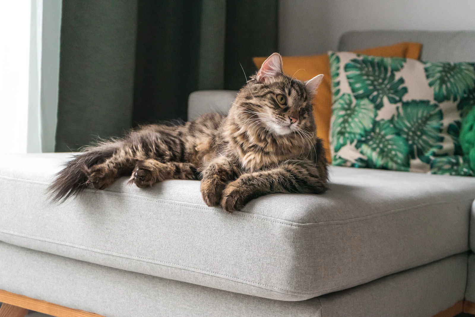 Chat aux longs poils installé sur un canapé, attentif à son environnement