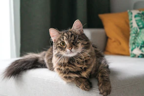 A fluffy cat in a pink dress with floral patterns lounging on a cozy sofa.