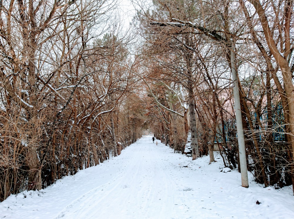 Camino cubierto de nieve