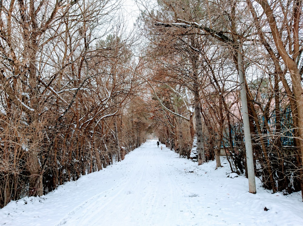 pathway covered in snow