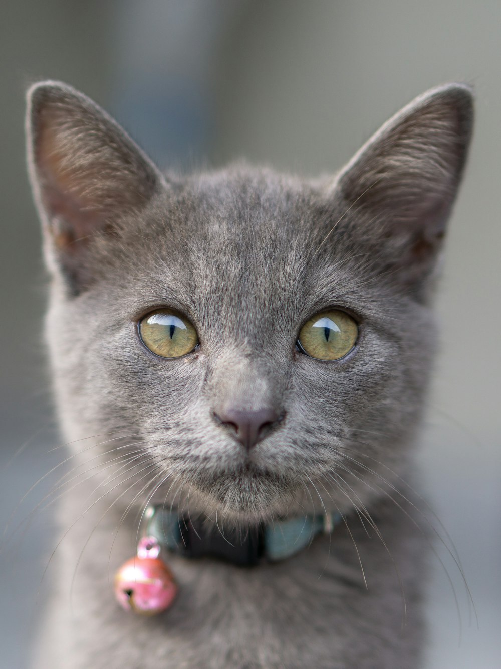 gray Russian short hair kitten with collar