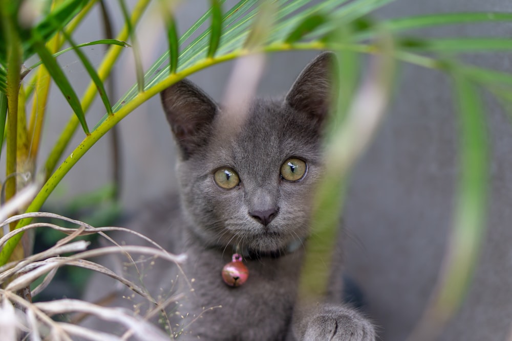 short coated gray cat