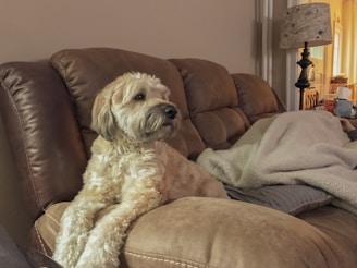 A happy dog sitting next to a clean sofa with a lint roller on the side.