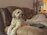 A small dog wearing a vibrant handmade dress sitting happily on a cozy sofa.