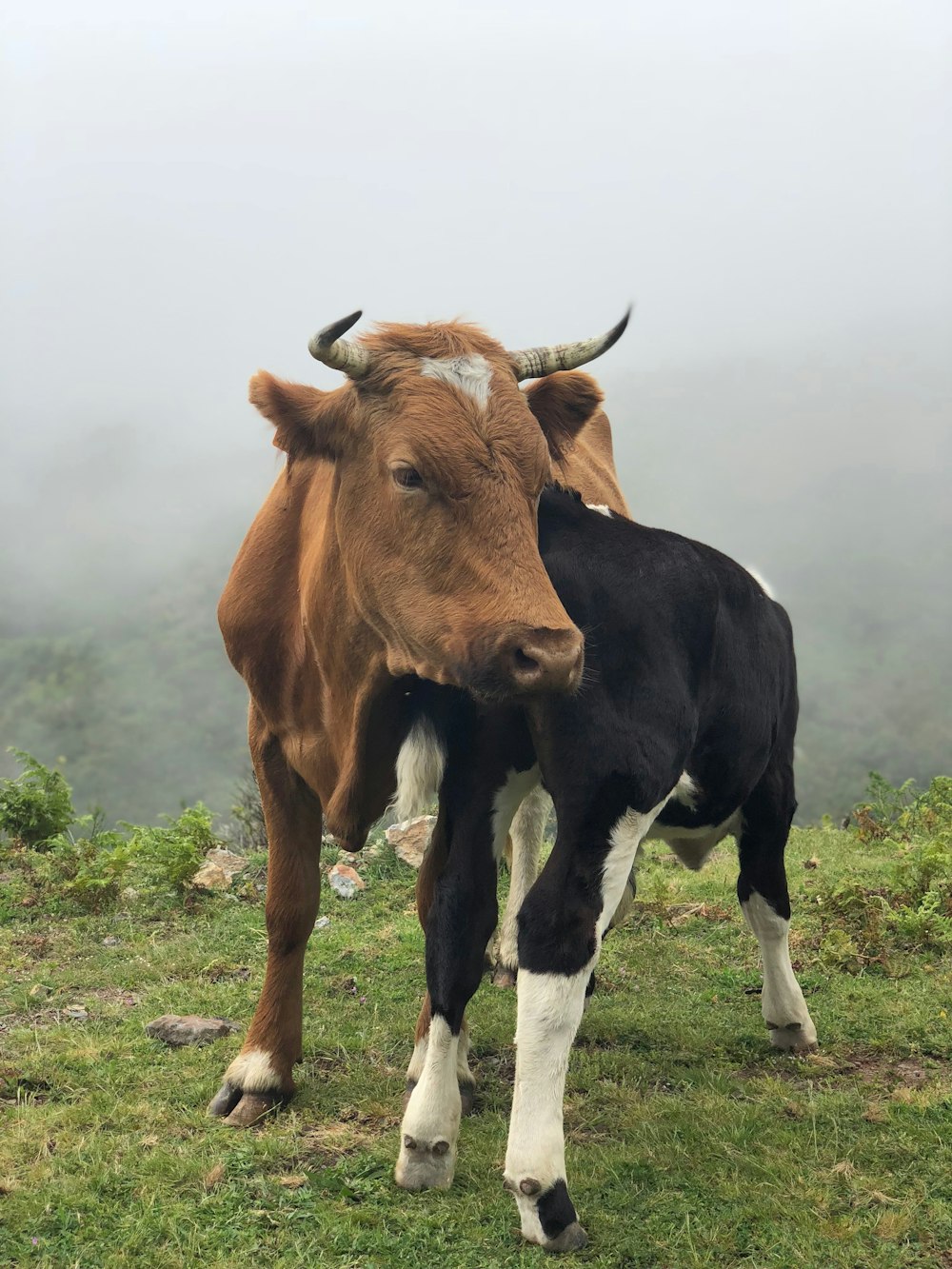 braune und schwarze Rinder