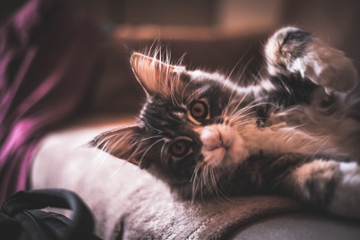 A playful floppy orange cat lounging with wide curious eyes.