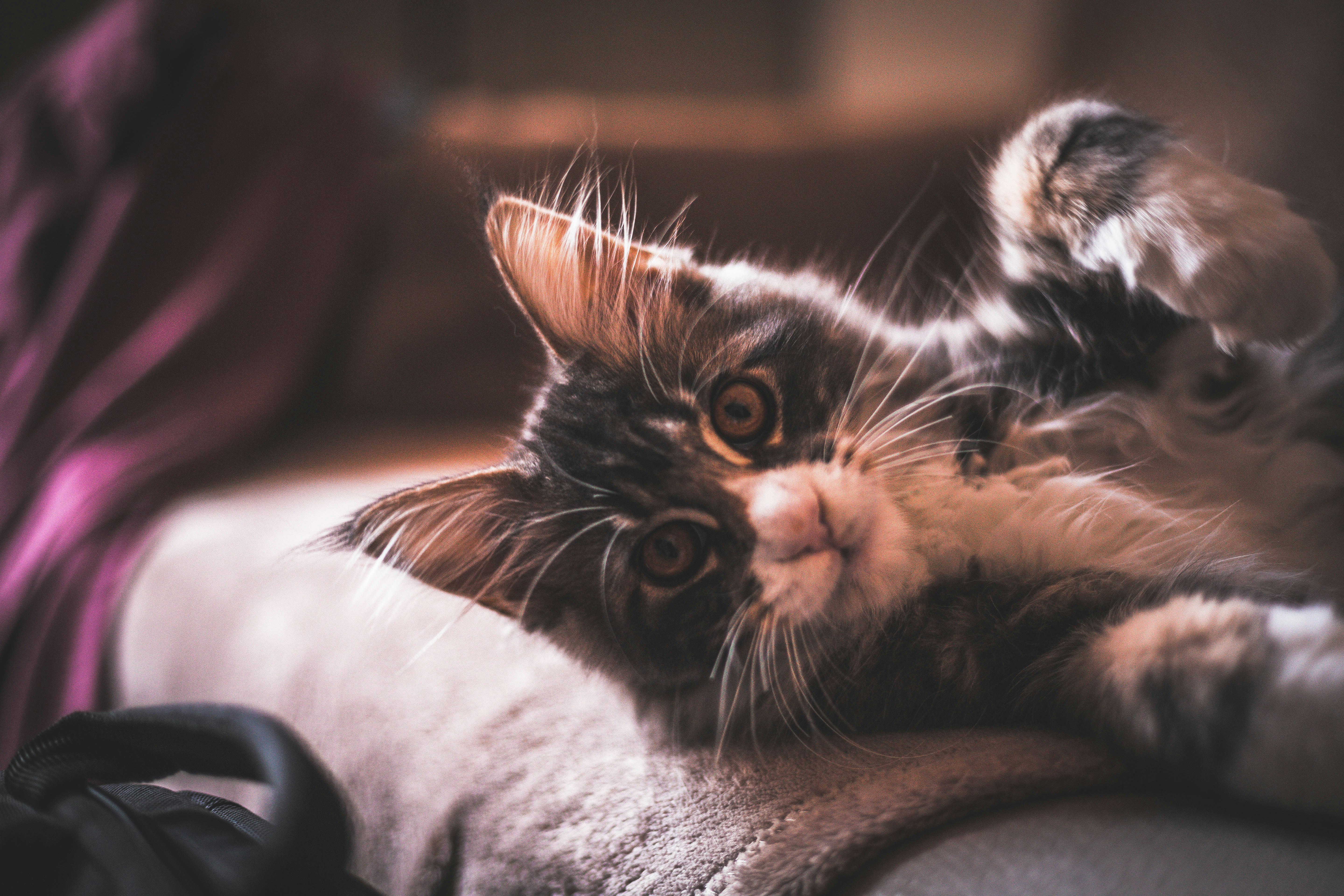 pet cat on bed