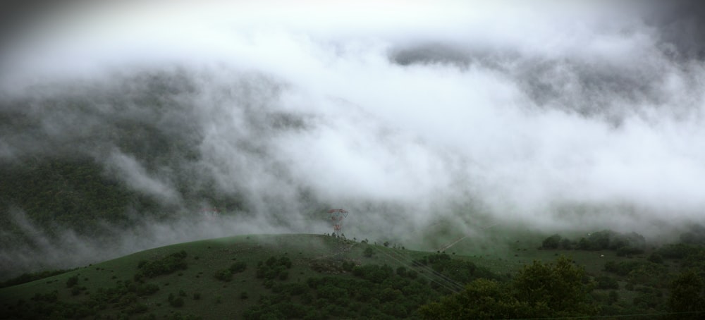 green trees and white mist