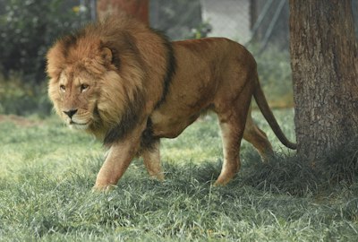 Lion pride resting in Tarangire's grassland