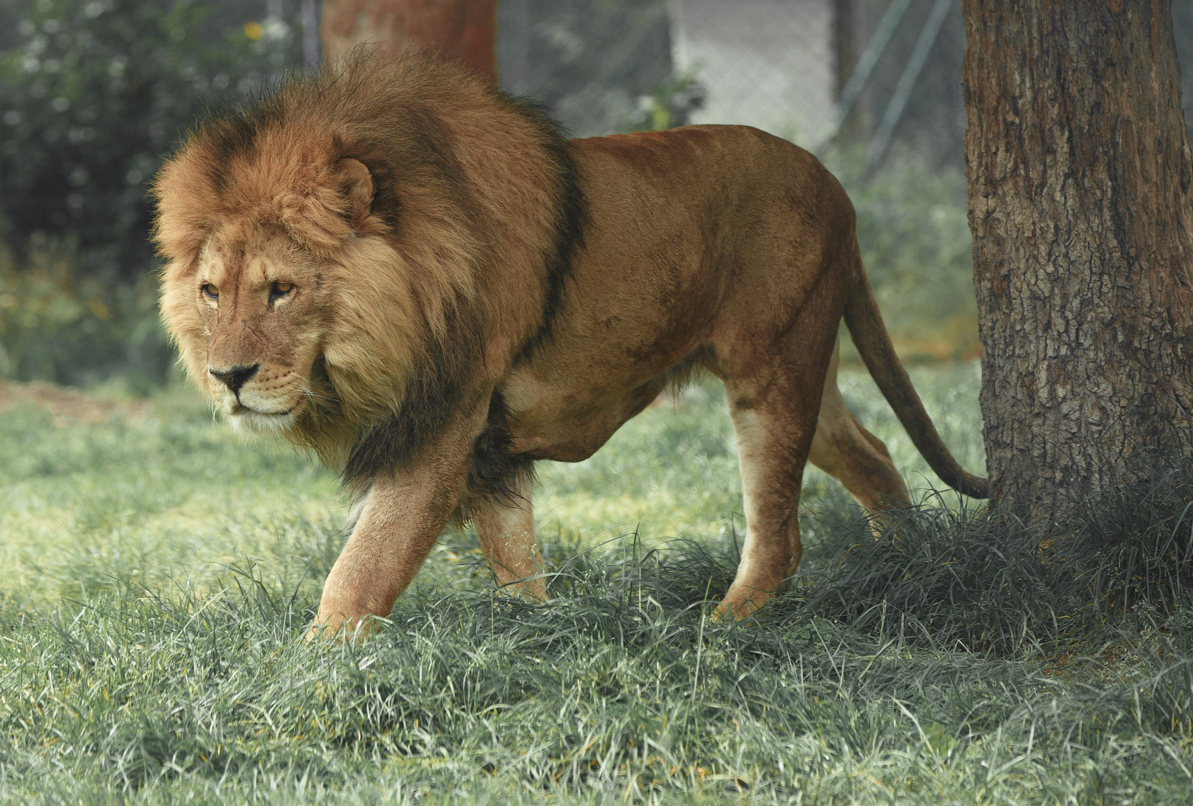 Side view of an adult male lion with a full mane walking through green grass past a tree