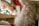 A close-up view of Santa Claus with a focus on his white curly beard and part of his red outfit. Soft bokeh lights in the background outshine a blurred Christmas setting, creating a warm festive atmosphere.