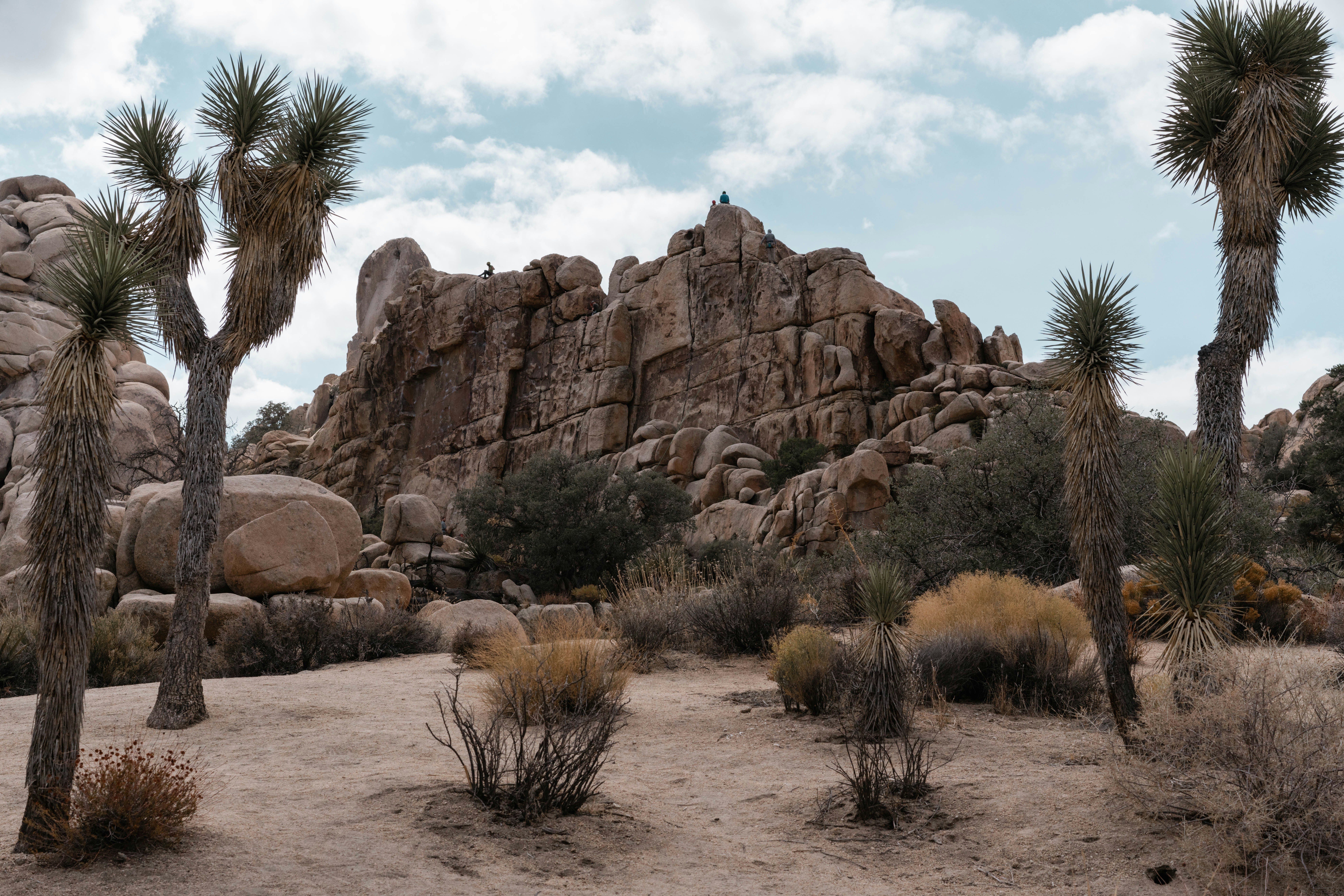 green-leafed trees near stone mountains