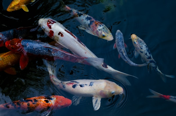 Close-up of a koi fish swimming gracefully in a crystal-clear pond with floating water lilies.