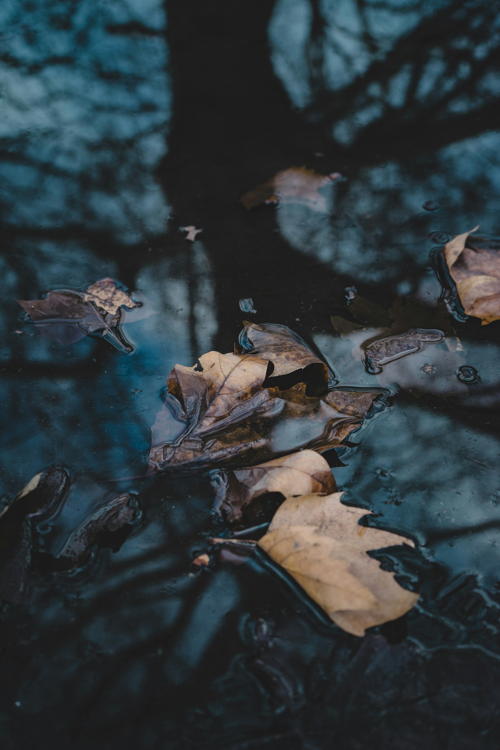 Sony a7R + Sony FE 28-70mm F3.5-5.6 OSS sample photo. Brown leaves on body photography