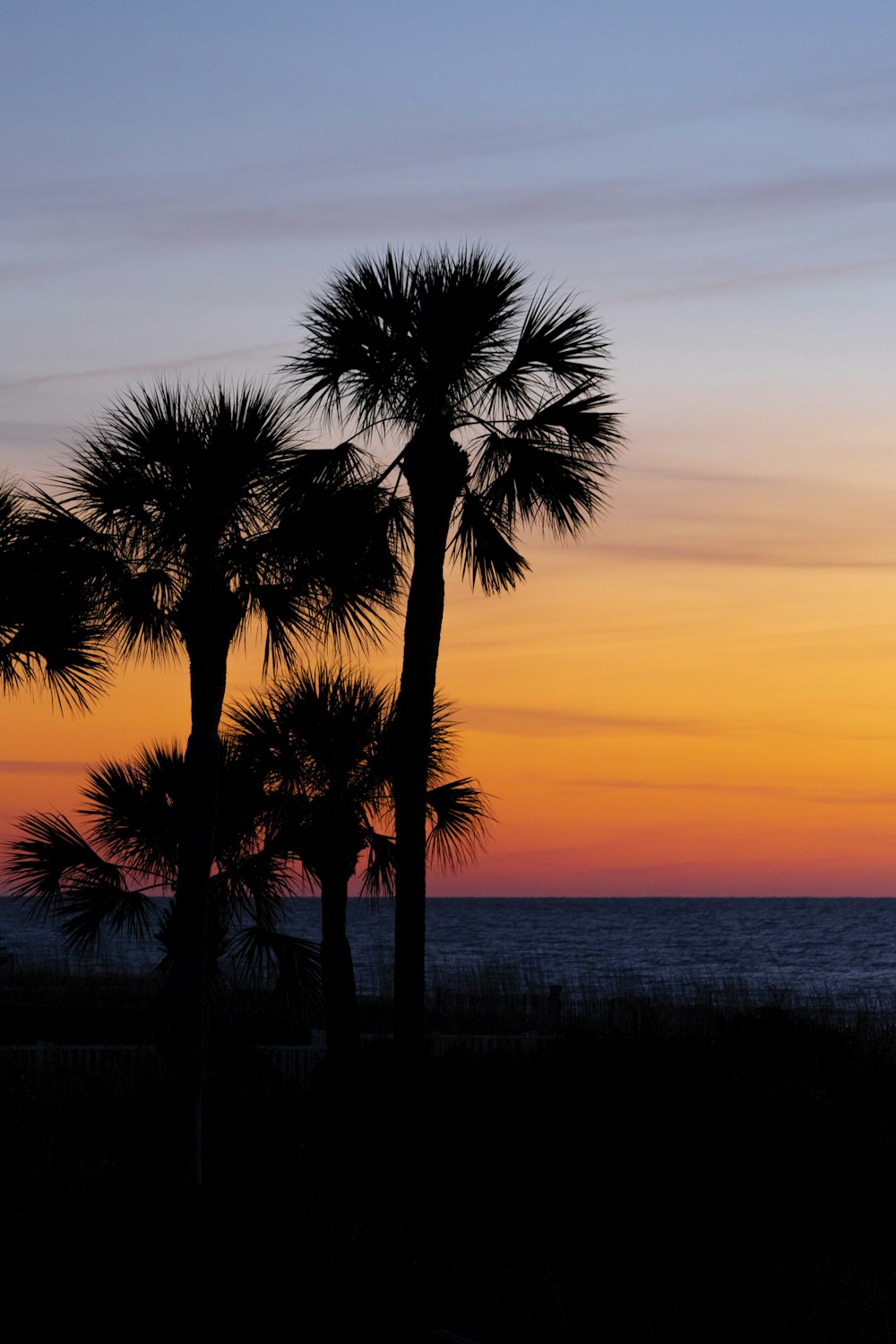 silhouette photo of coconut tree near beach shores