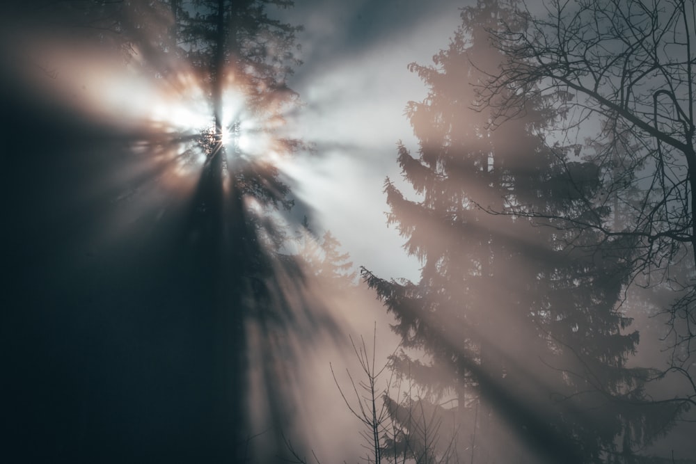 sun piercing through trees