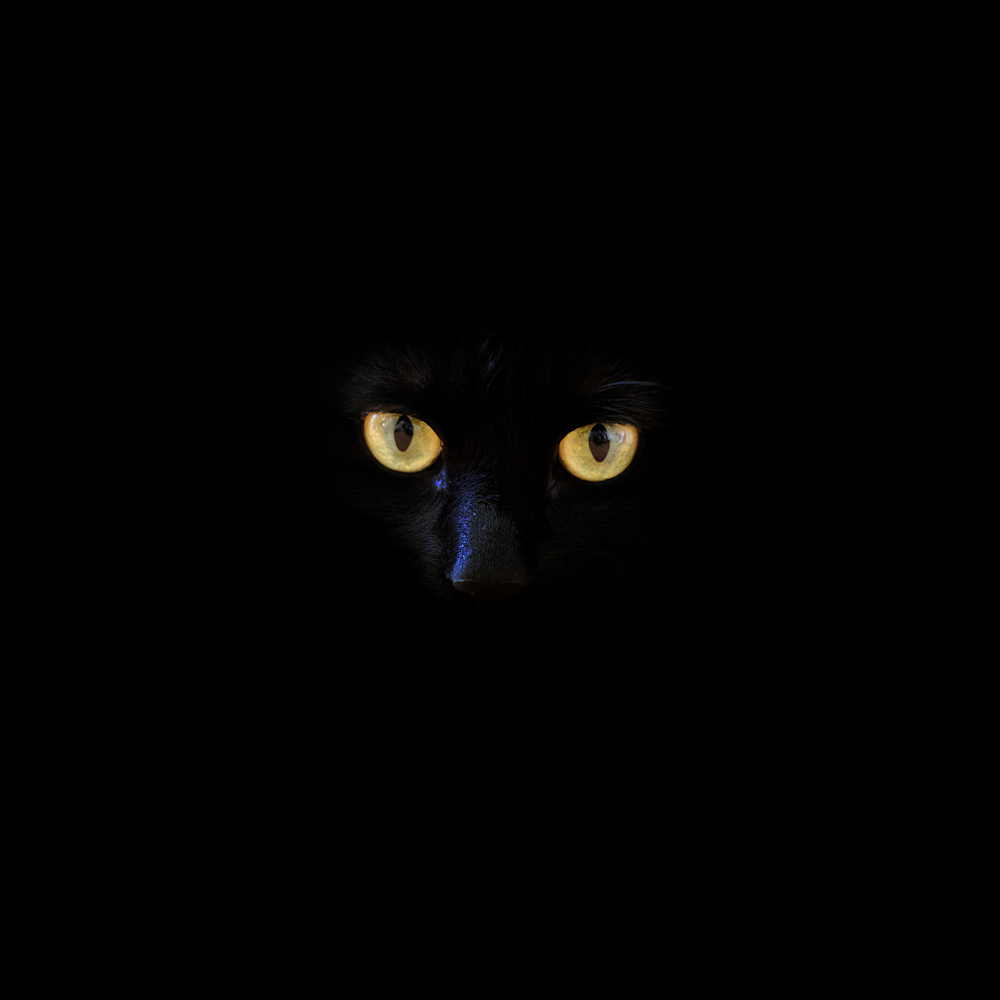 100 Black Cat Pictures Download Free Images on Unsplash 100 Black Cat Pictures Download Free Images on Unsplash