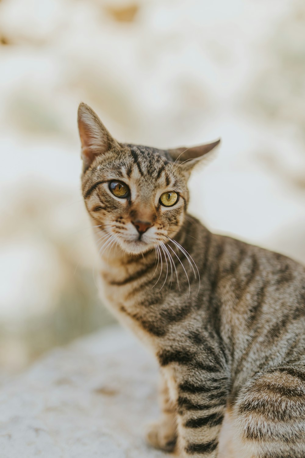 茶色のぶち猫