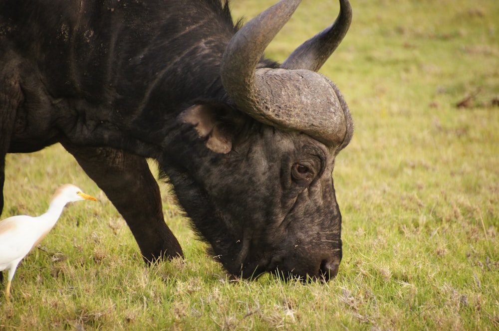 black bison eating grass