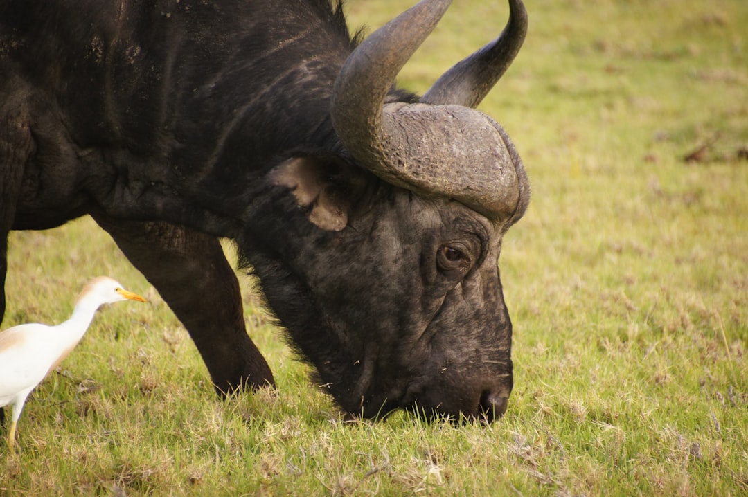 Wildlife photo spot Kragga Kamma Game Park Addo