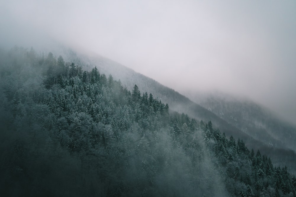pinheiros e névoa