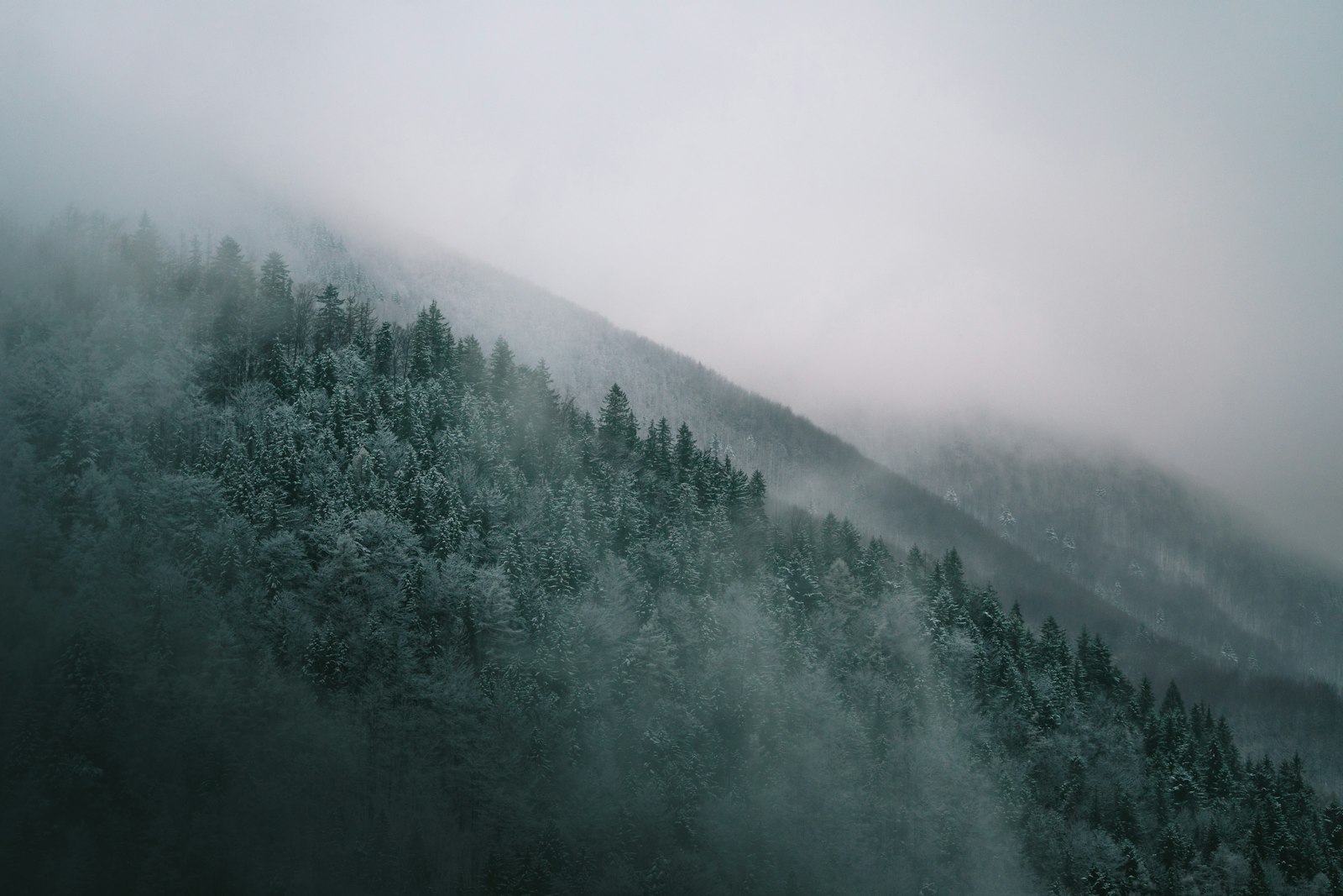 Sony a7 + Sony FE 70-200mm F4 G OSS sample photo. Pine trees and mist photography